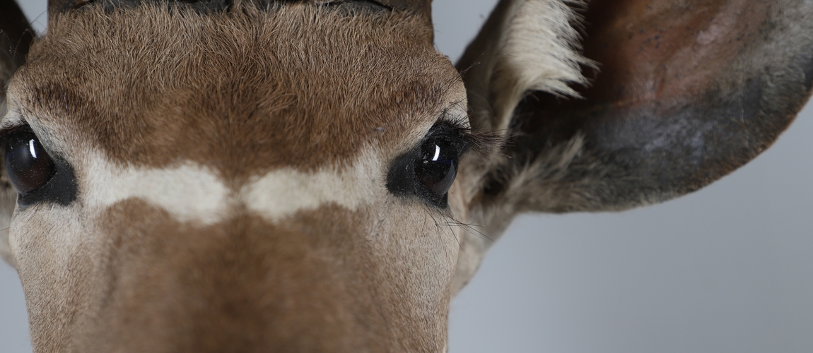 Taxidermy Banner Image